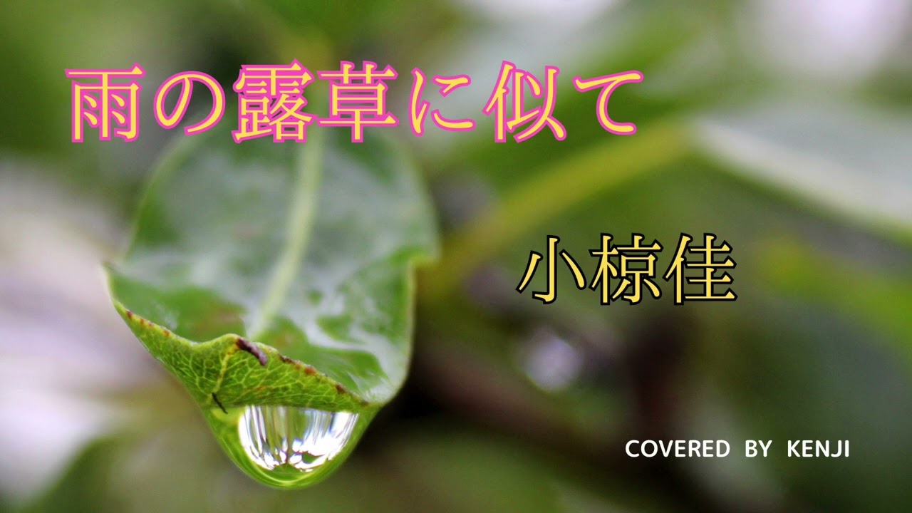 雨の露草に似て