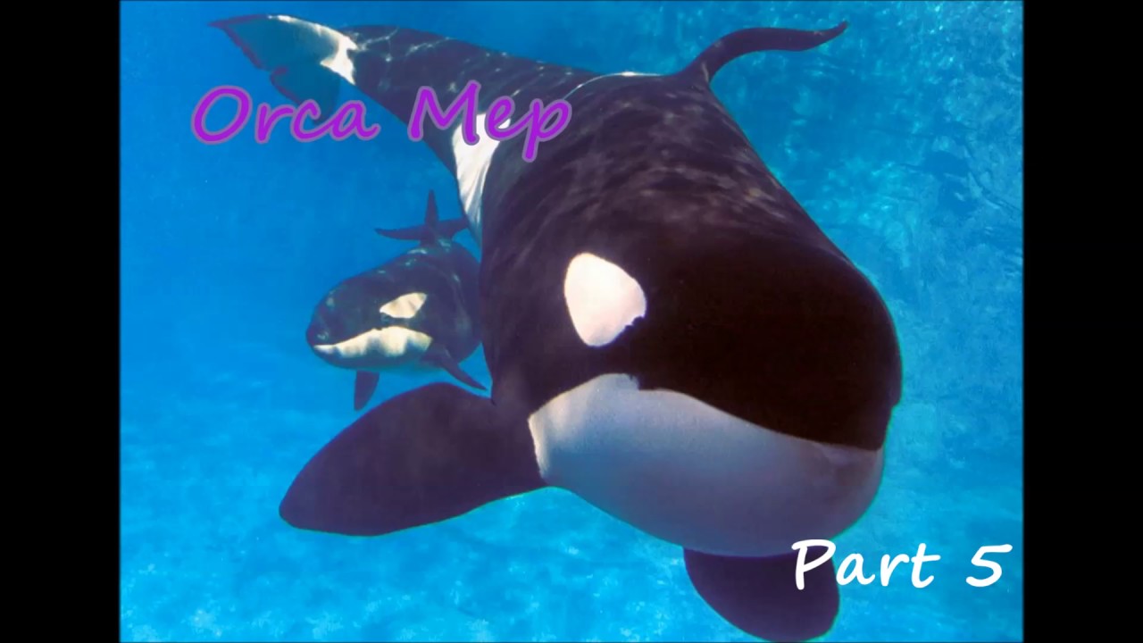 Orca Mep l OPEN l CLOSED l Albert's Fantasy