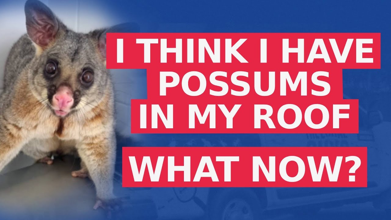 Think you have a possum? What are the signs? The Local Guys - Possum Pest Control