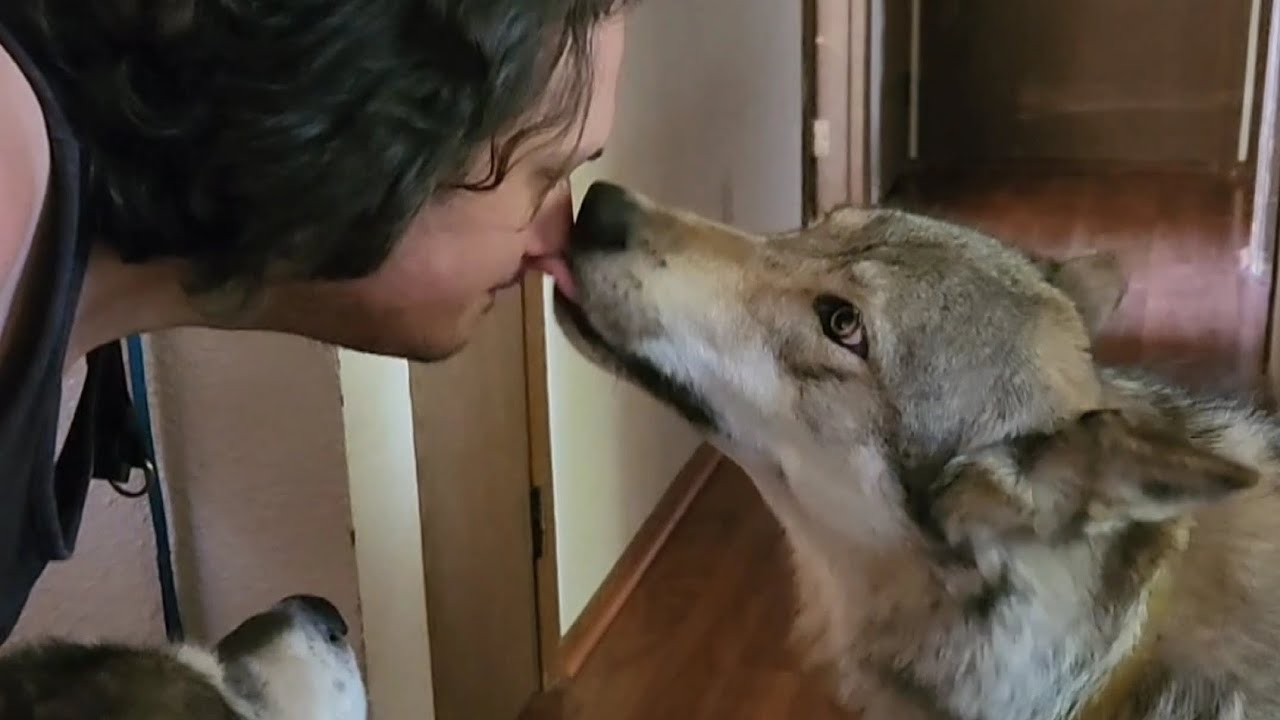 Honey the Wolf and Caveman Chris! #petwolf #honeythewolf #wolf #wolfdog 