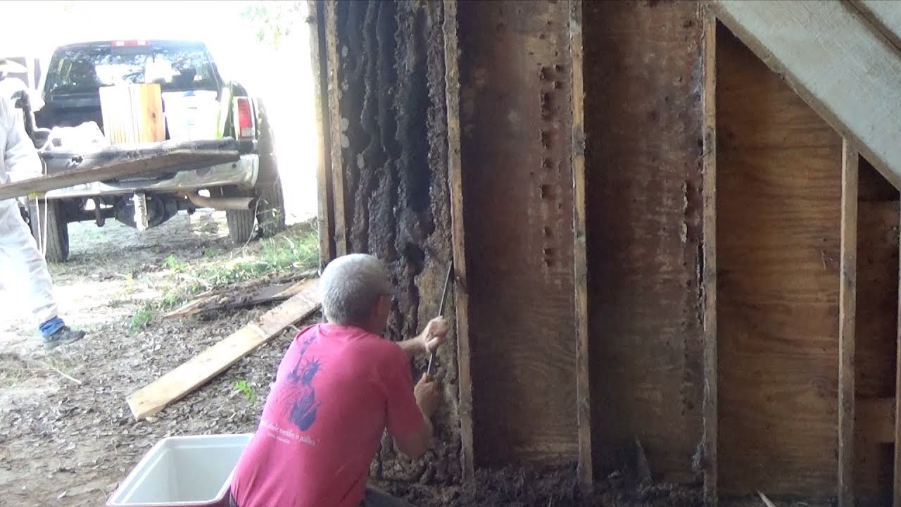 Saving a feral bee hive that is failing.