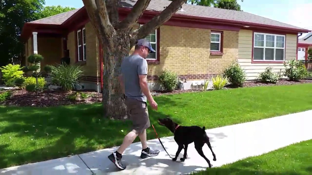 How to train loose leash walking   German Short Haired Pointer   Salt Lake City   Dog Training