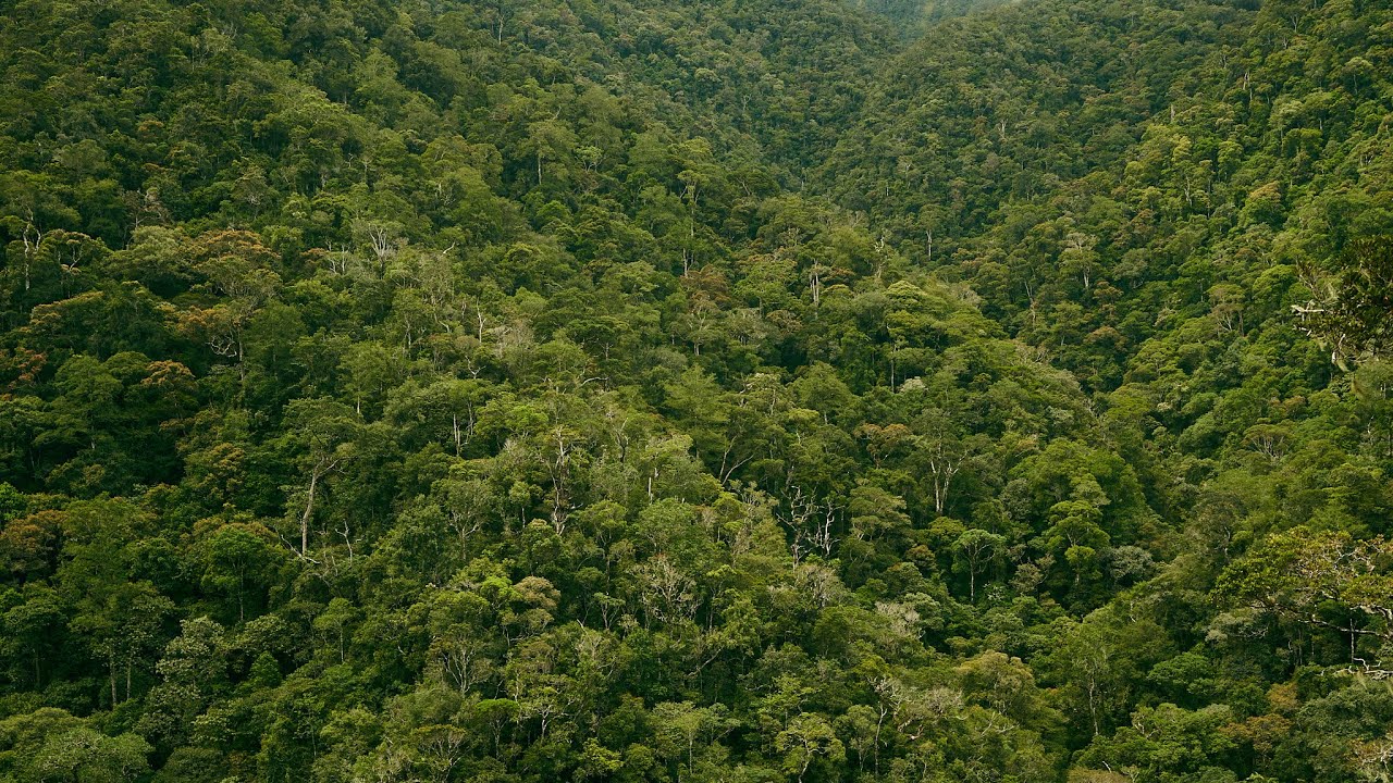 Borneo Rainforest Dawn Soundscape | Relaxing Nature Ambiance | With Birds and Rain