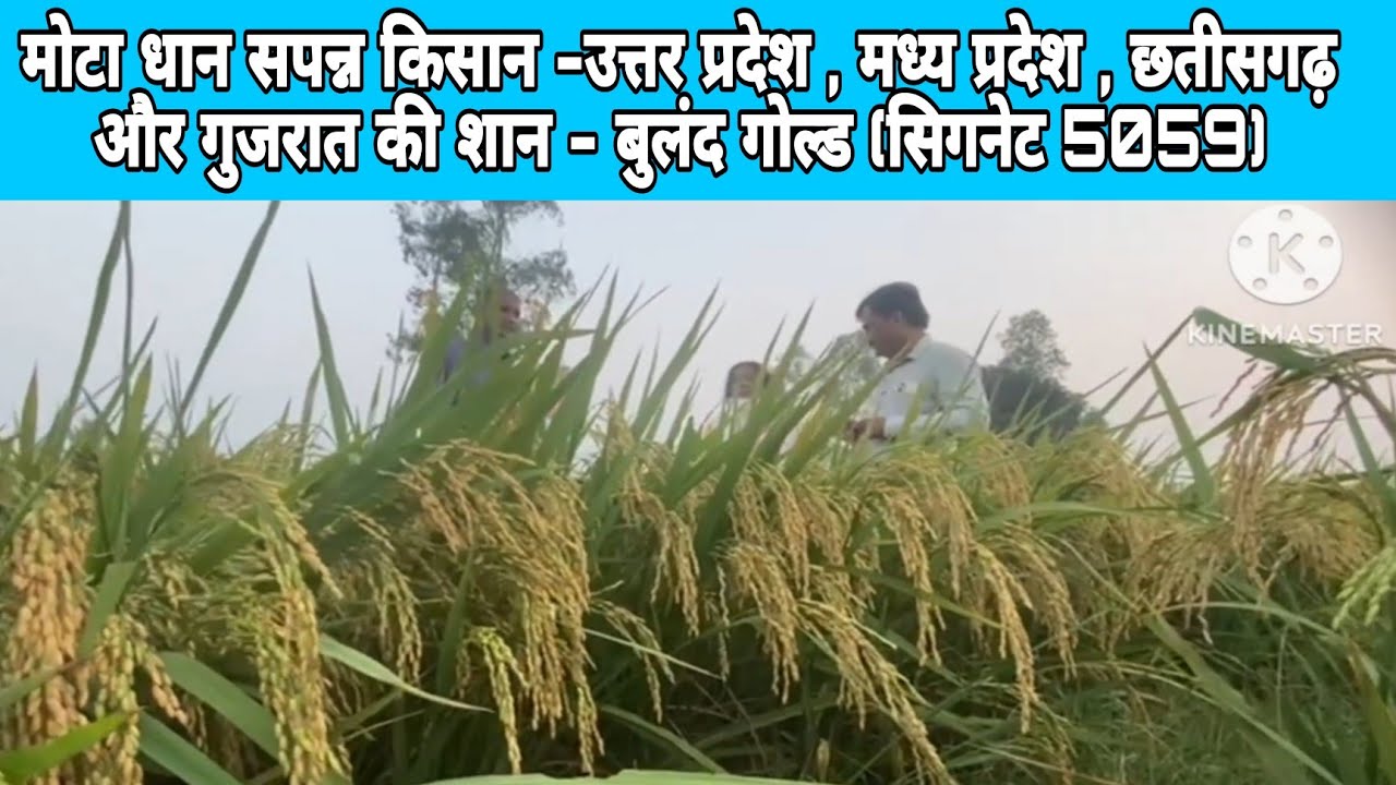 मोटा धान संपन्न किसान -उत्तर प्रदेश,मध्य प्रदेश, छतीसगढ़ और गुजरात की शान - बुलंद गोल्ड(सिगनेट 5059)