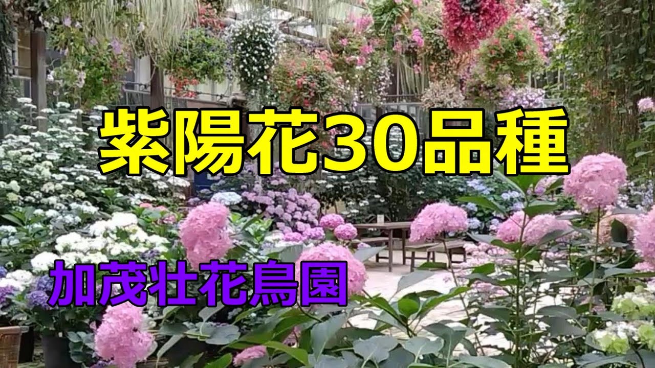 2024加茂壮花鳥園　紫陽花30品種ご紹介　花菖蒲　30 varieties of hydrangea