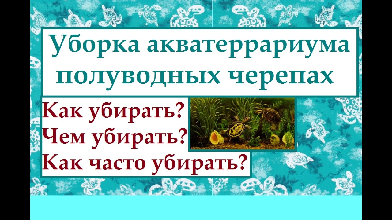 Уборка акватеррариума полуводных черепах (особенности).
