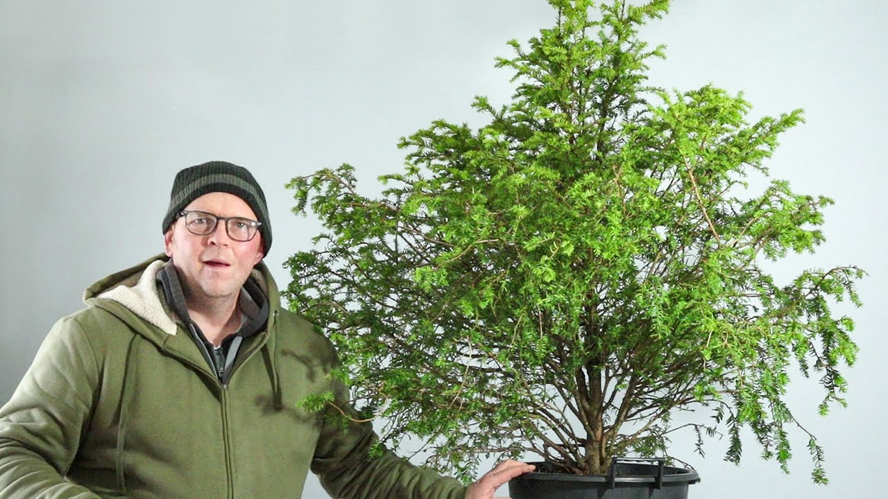 Wow - So lucky to find this tree at my local nursery!