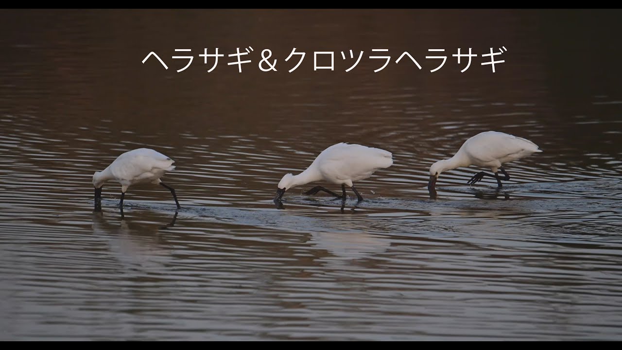 ヘラサギ＆クロツラヘラサギ