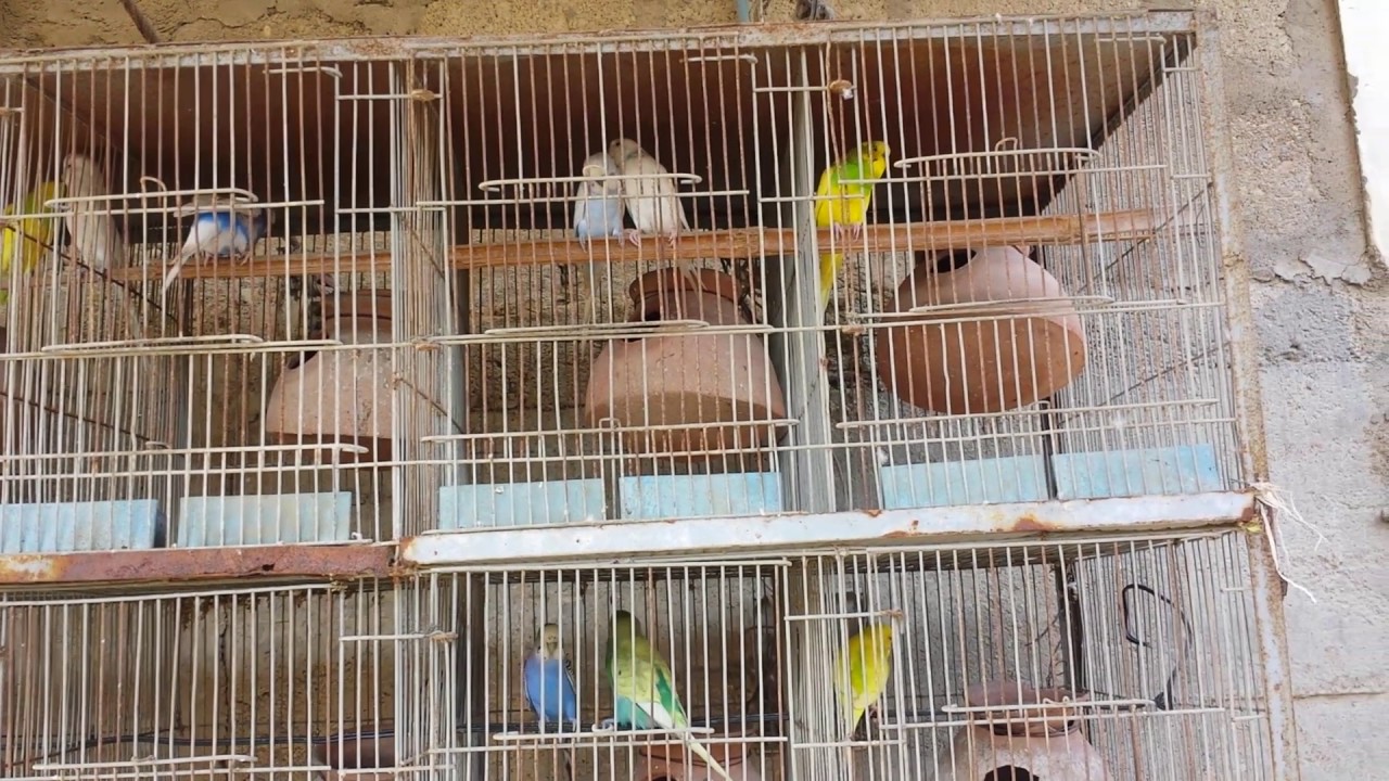 Budgies Parrots ki breeding age and total age in Urdu/Hindi.