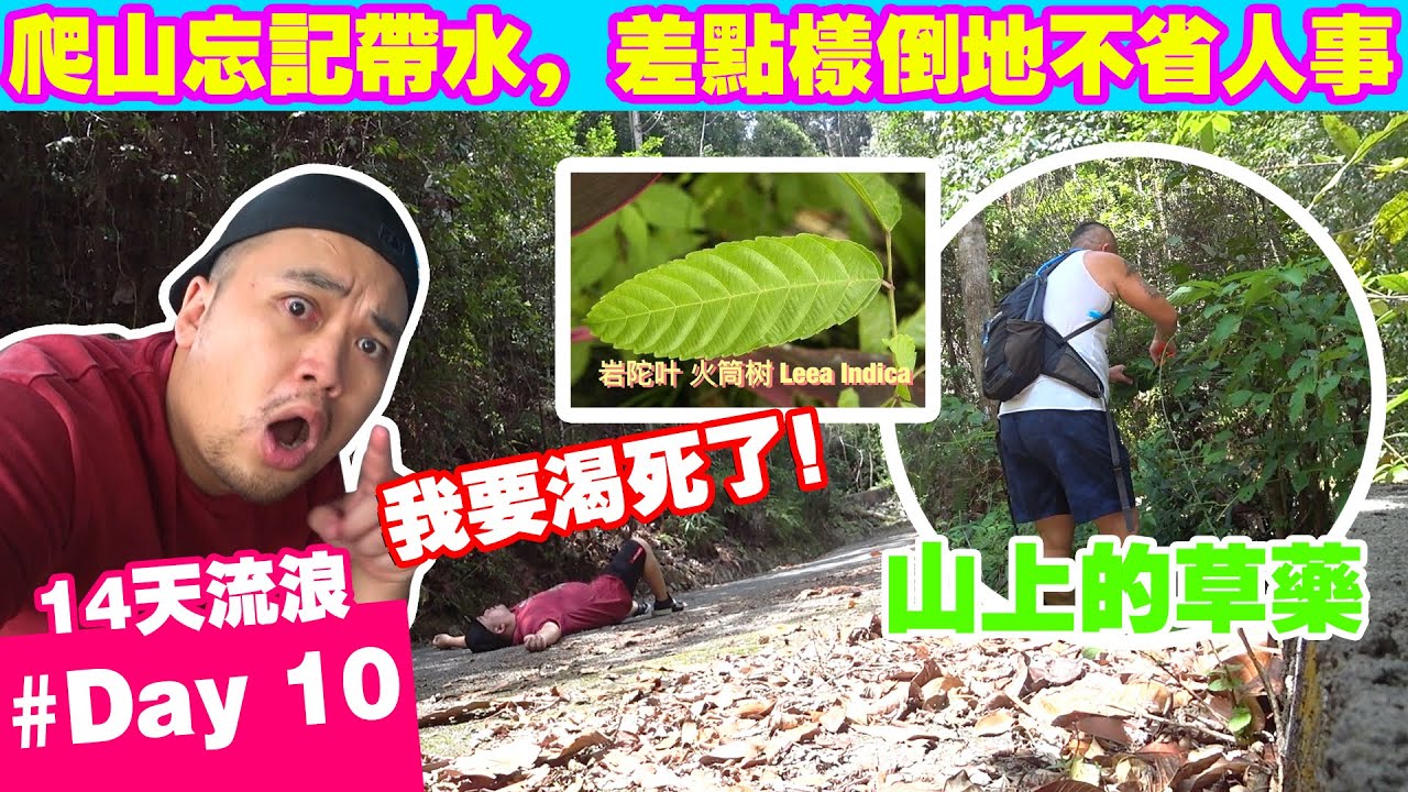 走到半山才发现自己忘记带水，差点就脱水倒地不起   DAY 10