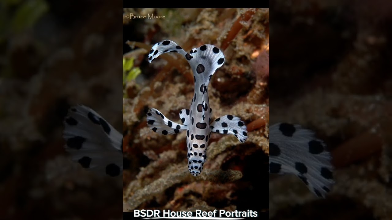 Black Sand Dive Retreat House Reef Portraits #muckdiving #lembeh #marinelife #underwaterphotography