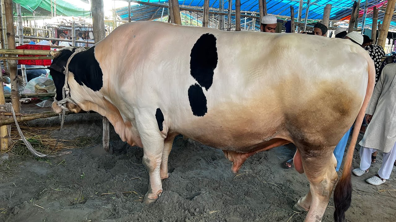 very popular village cattle market paragram/ Big Qurbani Cow Price 2022 | Haat Update
