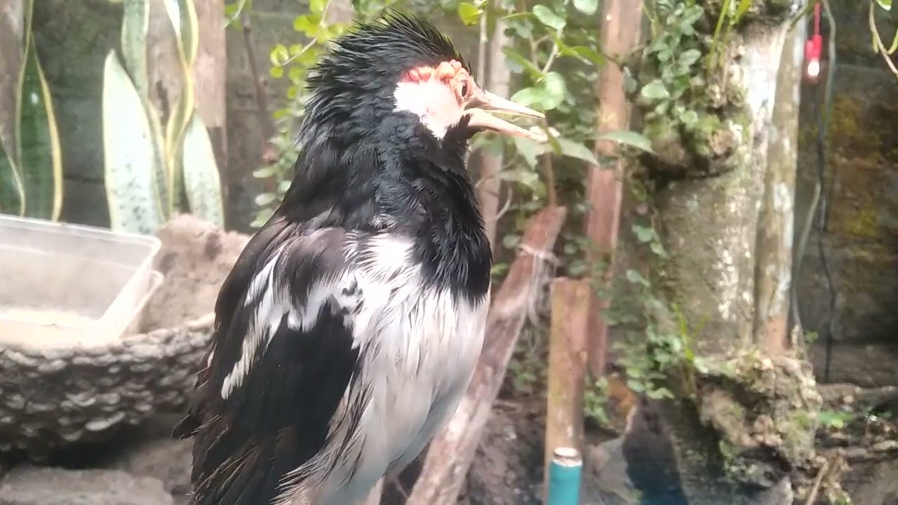 JALAK SUREN DI AVIARY 