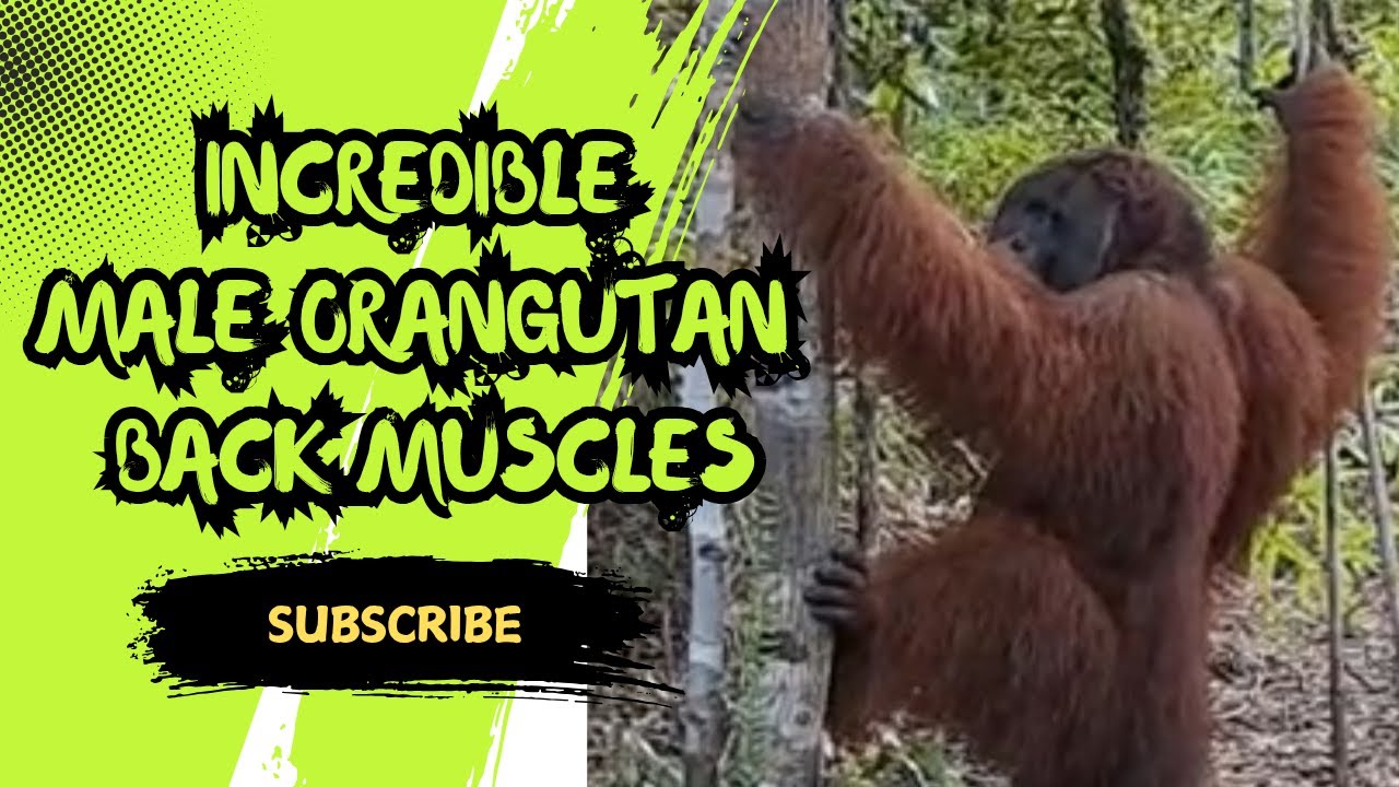 Incredible Male Orangutan Back Muscles