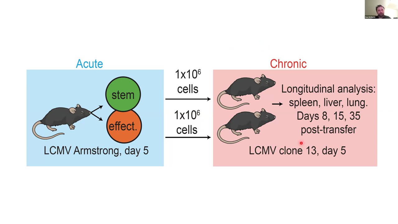 [Daniel T. McManus] An early precursor CD8 T cell that adapts to acute or chronic viral infection