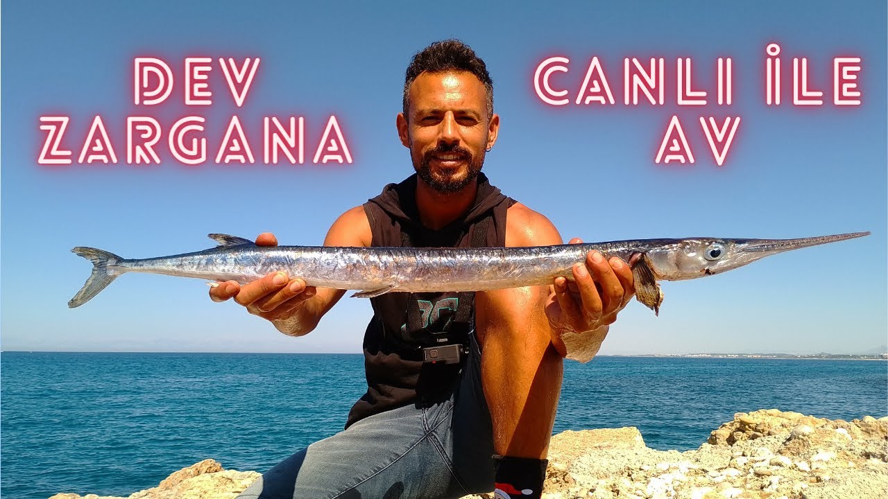 Canlı Yem İle Dev Zargana Avı