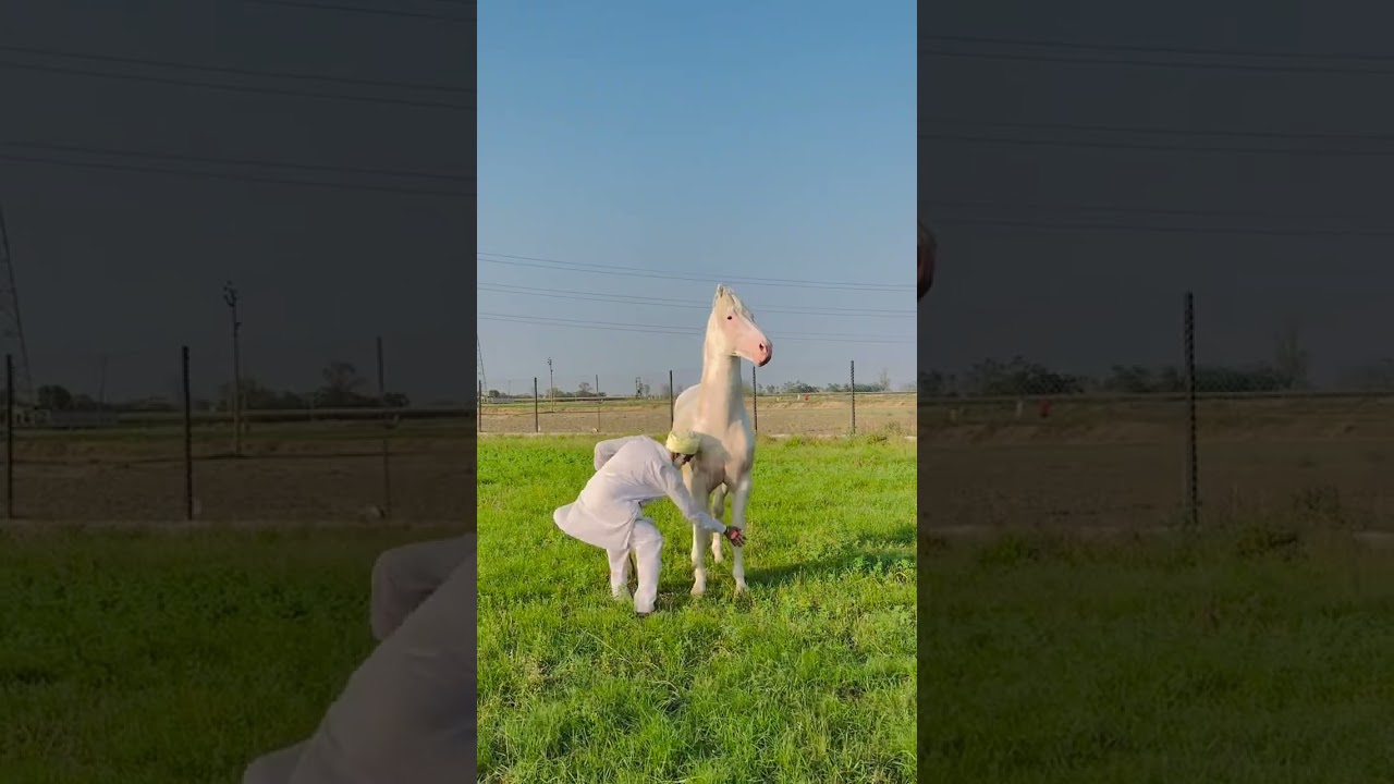 White Nukra Horse Stallion 