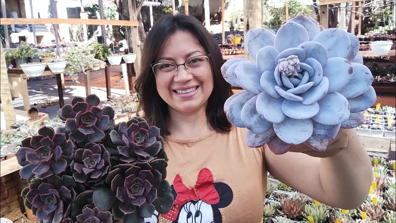 + 19 Rosetas pequenas IDENTIFICADAS #succulents #suculentas