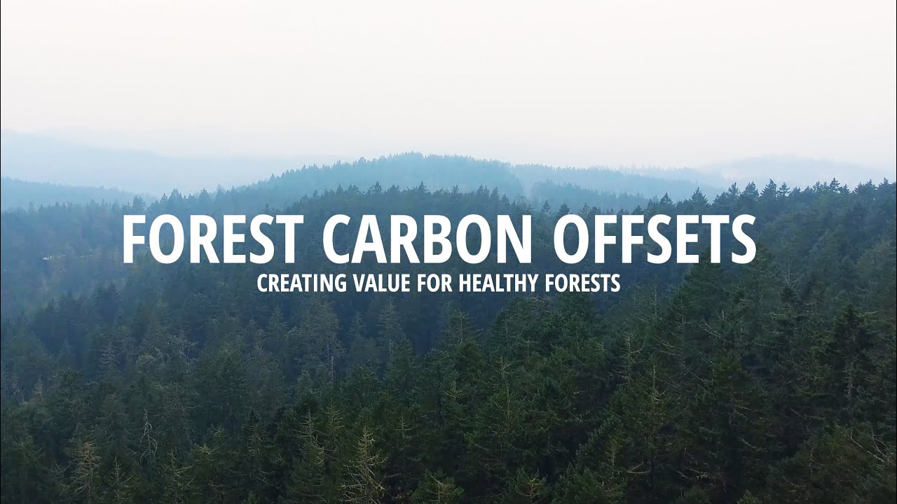 Forest Carbon Offsets: Creating Value for Healthy Forests