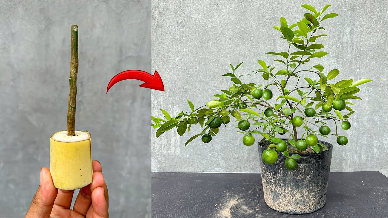 The technique of propagating lemon trees from branches using bananas stimulates rapid rooting