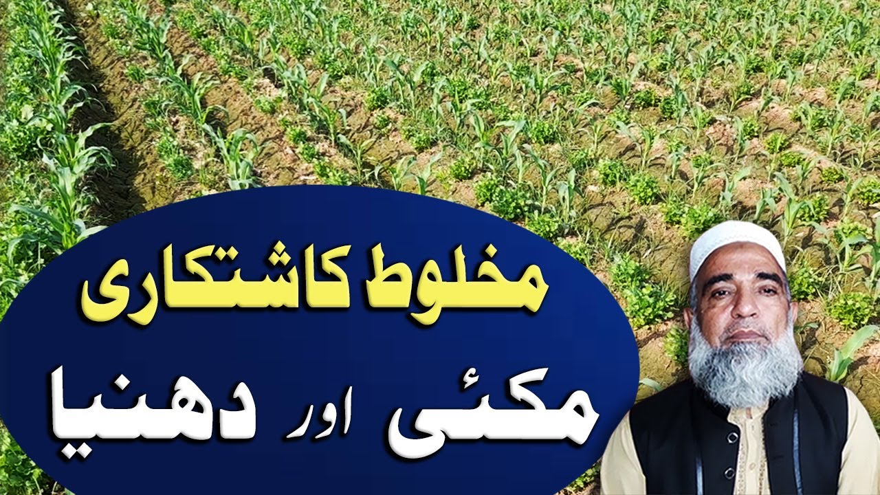 Intercrop of Maize and Coriander || Crop Reformer
