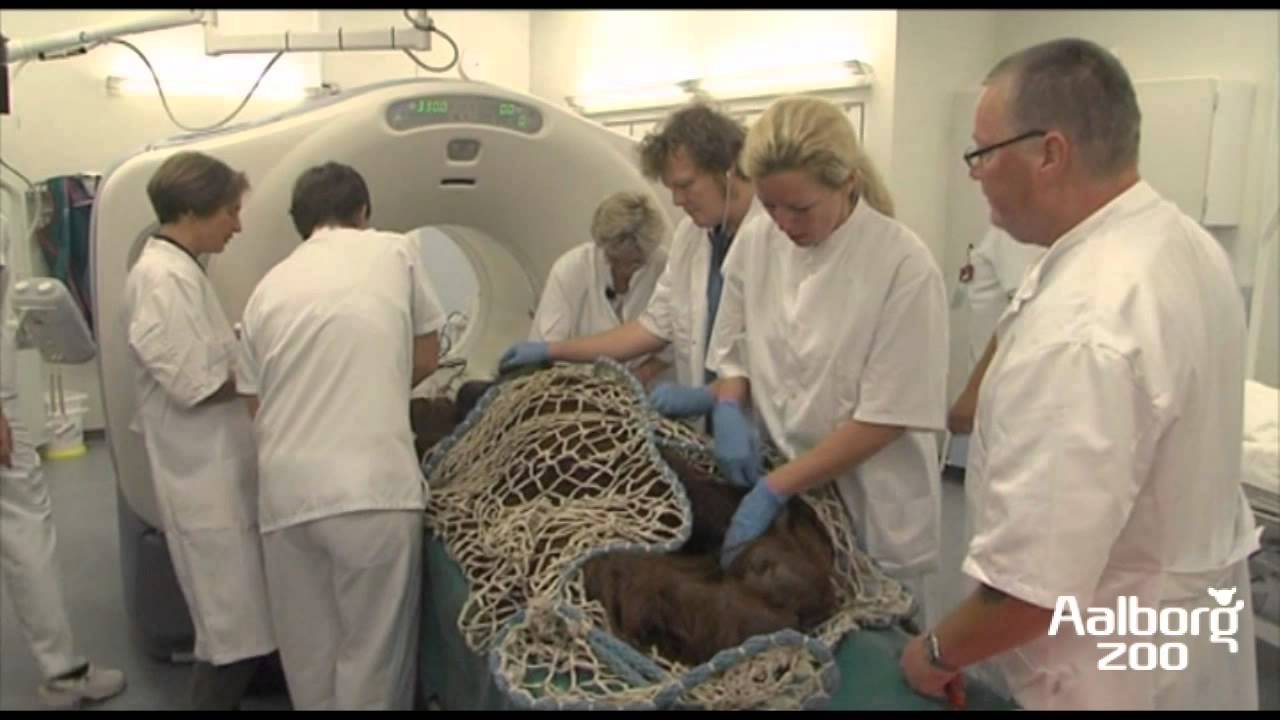 Aalborg Zoo - Orangutangen Benjamin p&aring; hospitalet