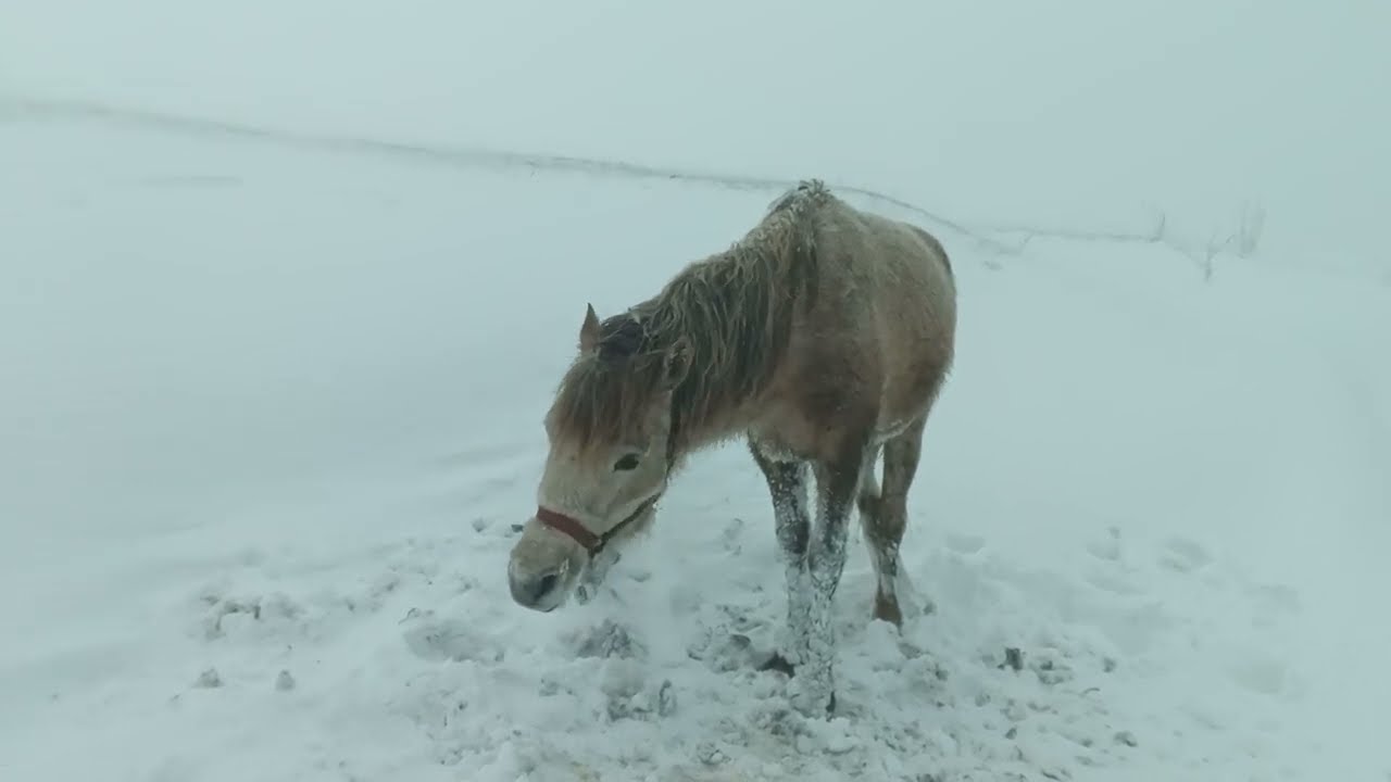 Silver stallion 🐎 in winter snows / Серебряный жеребец 🐴 в зимних снегах #horse #horses