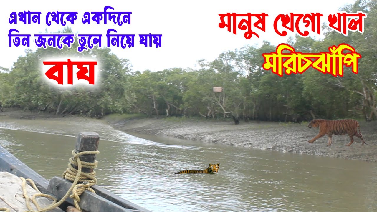 মানুষ খেগো খাল মরিচঝাঁপি || একদিনে বাঘ ৩জন কে তুলেনিয়ে গেছিলো || #sundarbanoligoli