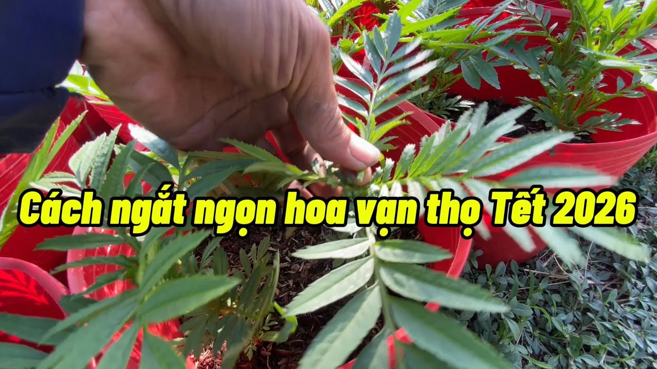 Cách ngắt ngọn hoa vạn thọ Tết 2026