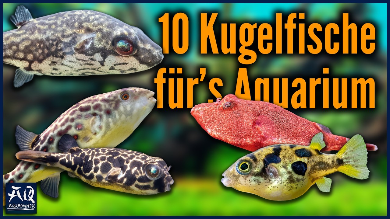 Übersicht über die wichtigsten Süßwasser Kugelfische | AquaOwner