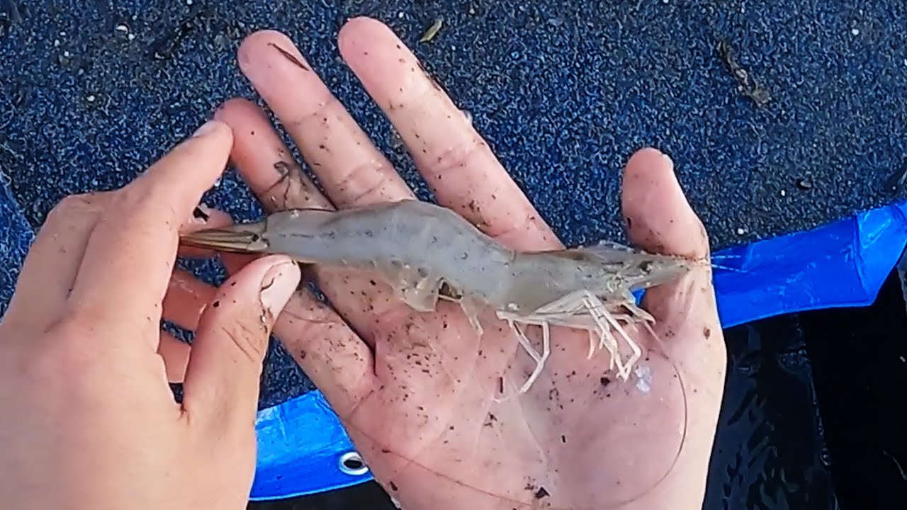 Something is LAYING the EGGS!! Hunting down the 🦐BIGGER PRAWNZ🦐