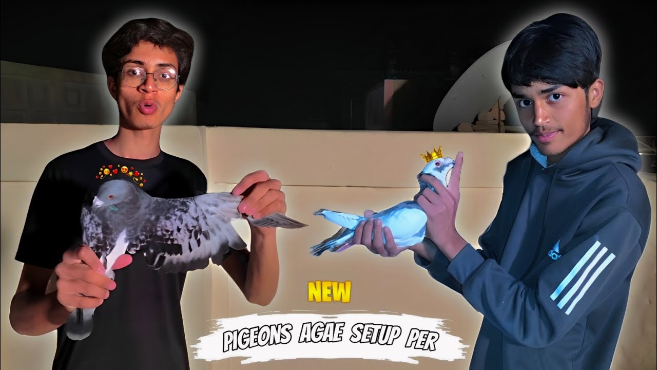 Market Se Itne Piyare Pigeons Le Ae ❤️ || Pets Zone