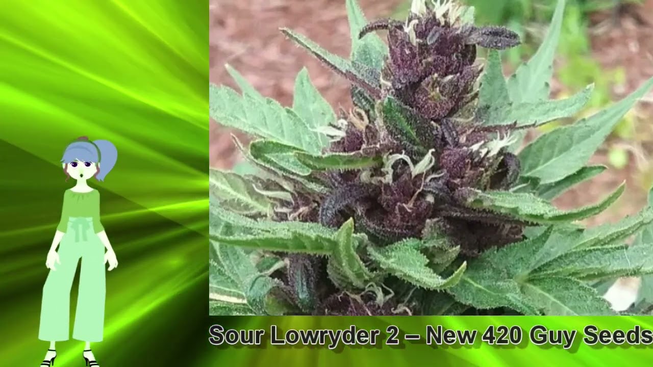 Sour Lowryder 2 &ndash; New 420 Guy Seeds
