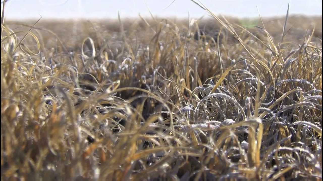 I Am Angus: Mark Frasier, Frasier Farms