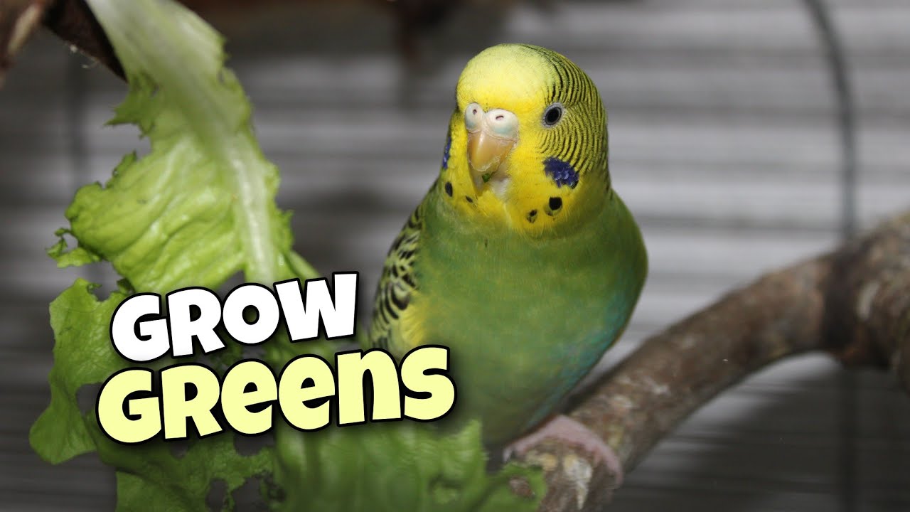 Growing Organic Food for Budgies