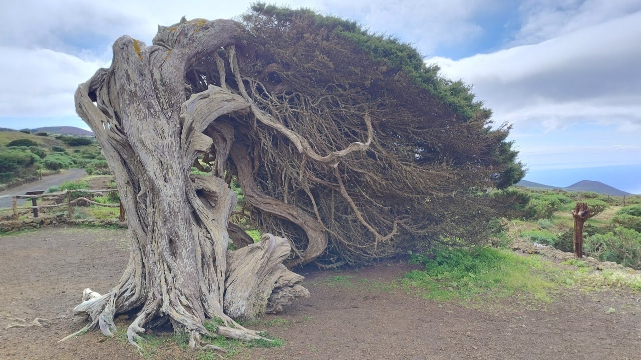 Senderismo en el Hierro: Sabinosa -Ermita Virgen de los Reyes - Sabinar y regreso 