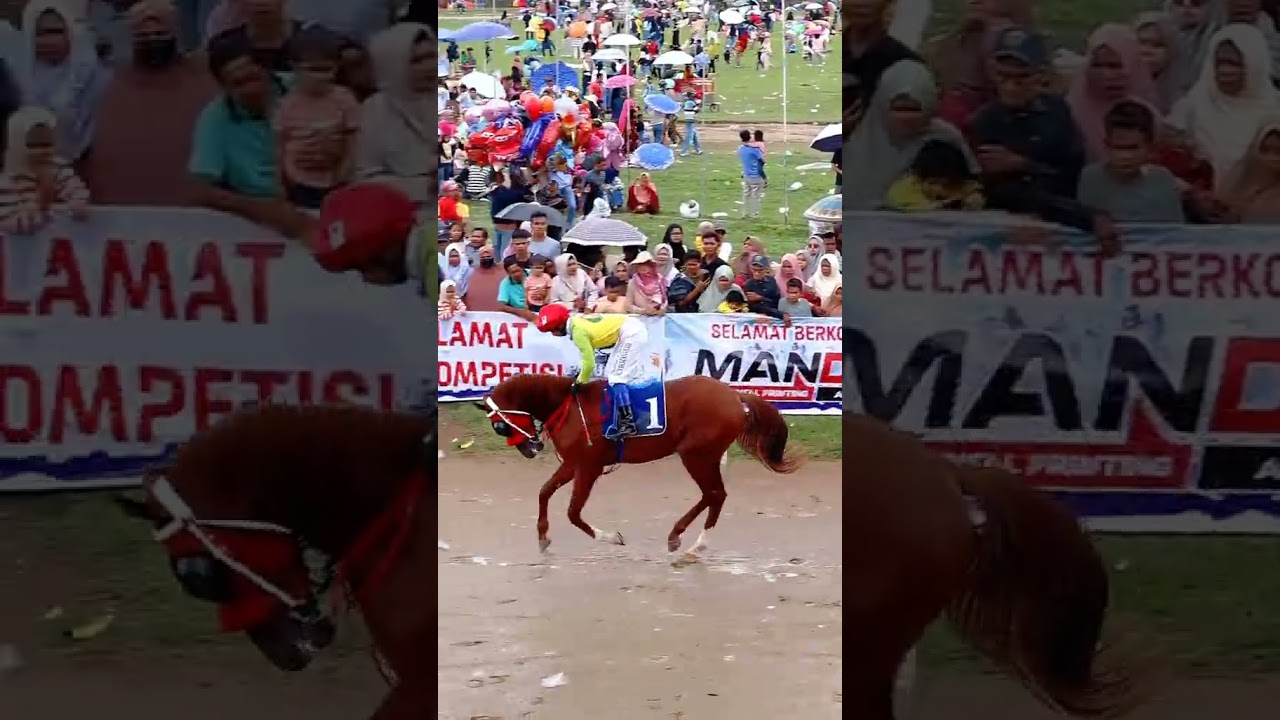 Pacu kuda #horse #pacuankudaindonesia #horseracing