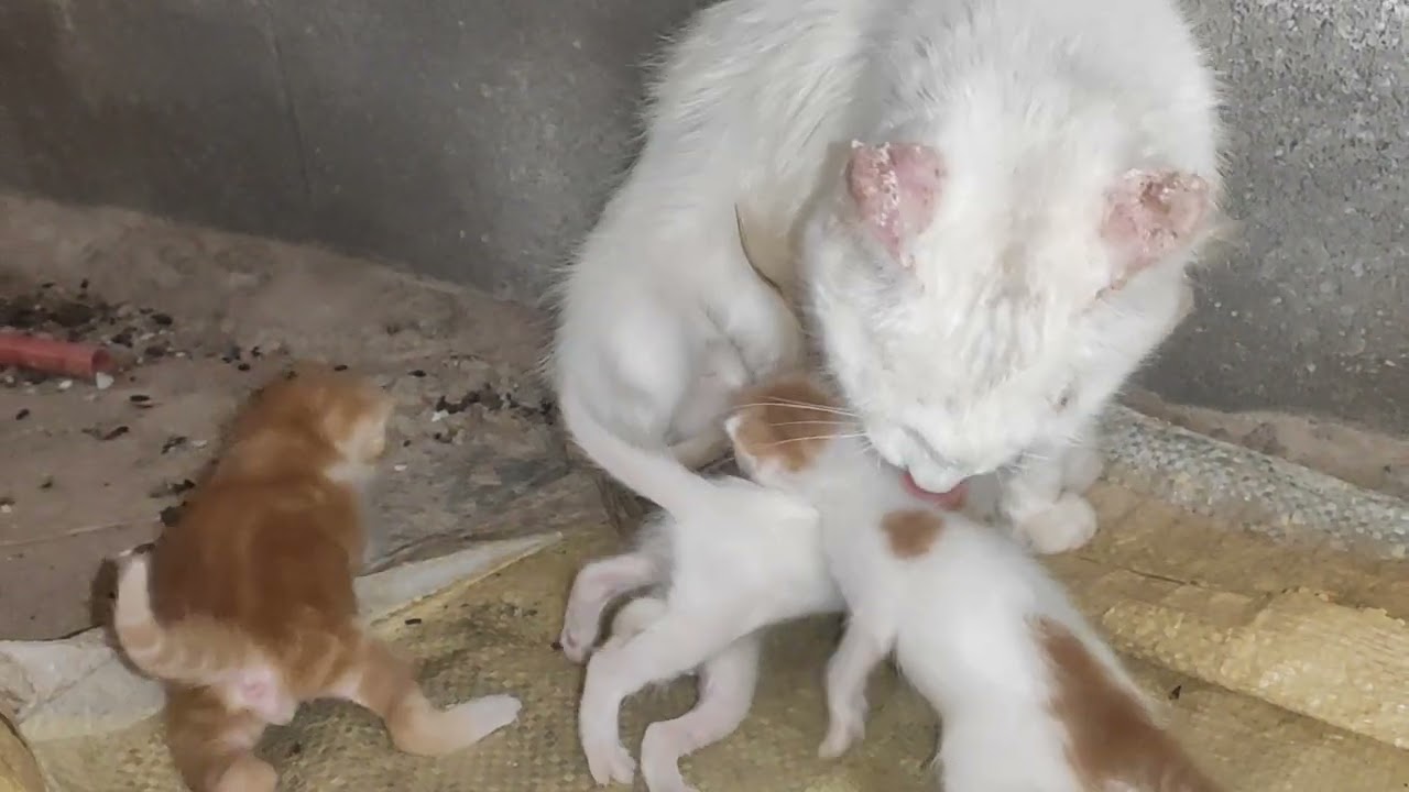 Inas & Her Kittens: A Snug Nursing Session in Their Frosty Hut