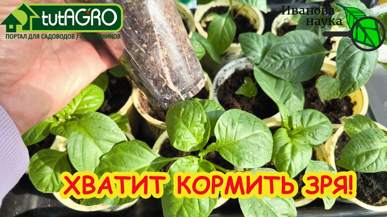 САМАЯ МОЩНАЯ ПОДКОРМКА ПЕРЦА! Рассада перца толстенькая и крепкая: мой способ для лучшего роста.