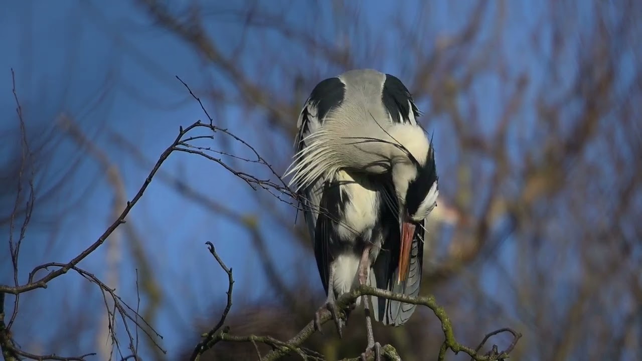 Reiher am 8 Februar 23