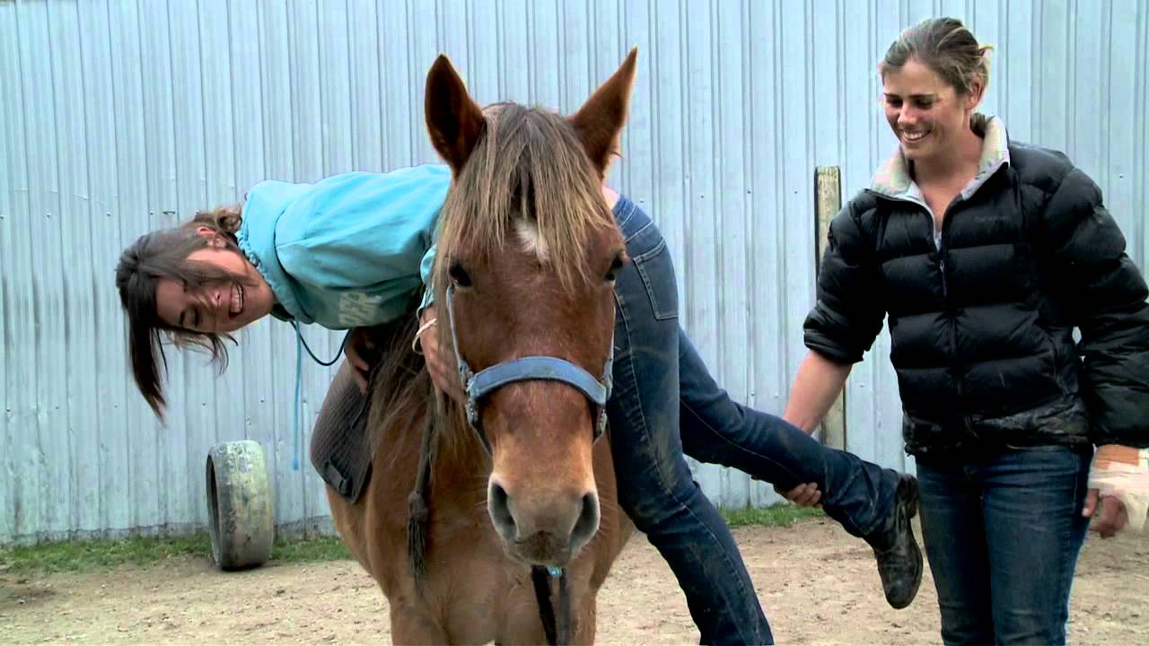 Week two with the Kaimanawa horses