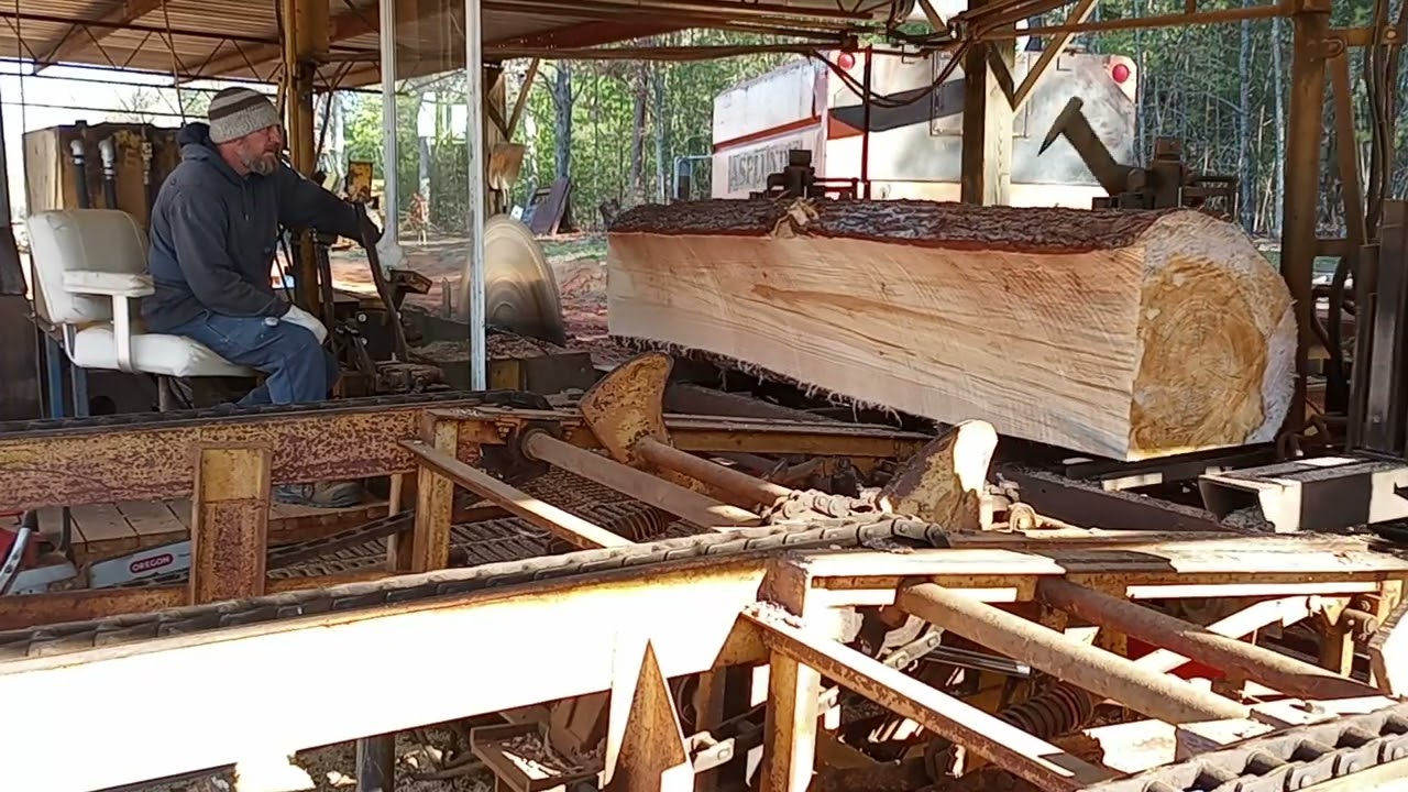 Sawing monster white pine