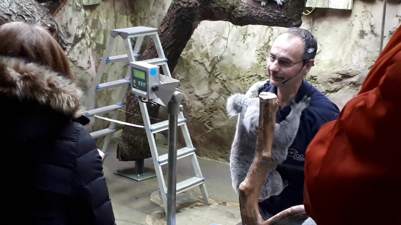 Koala Wiegen Zoo Duisburg