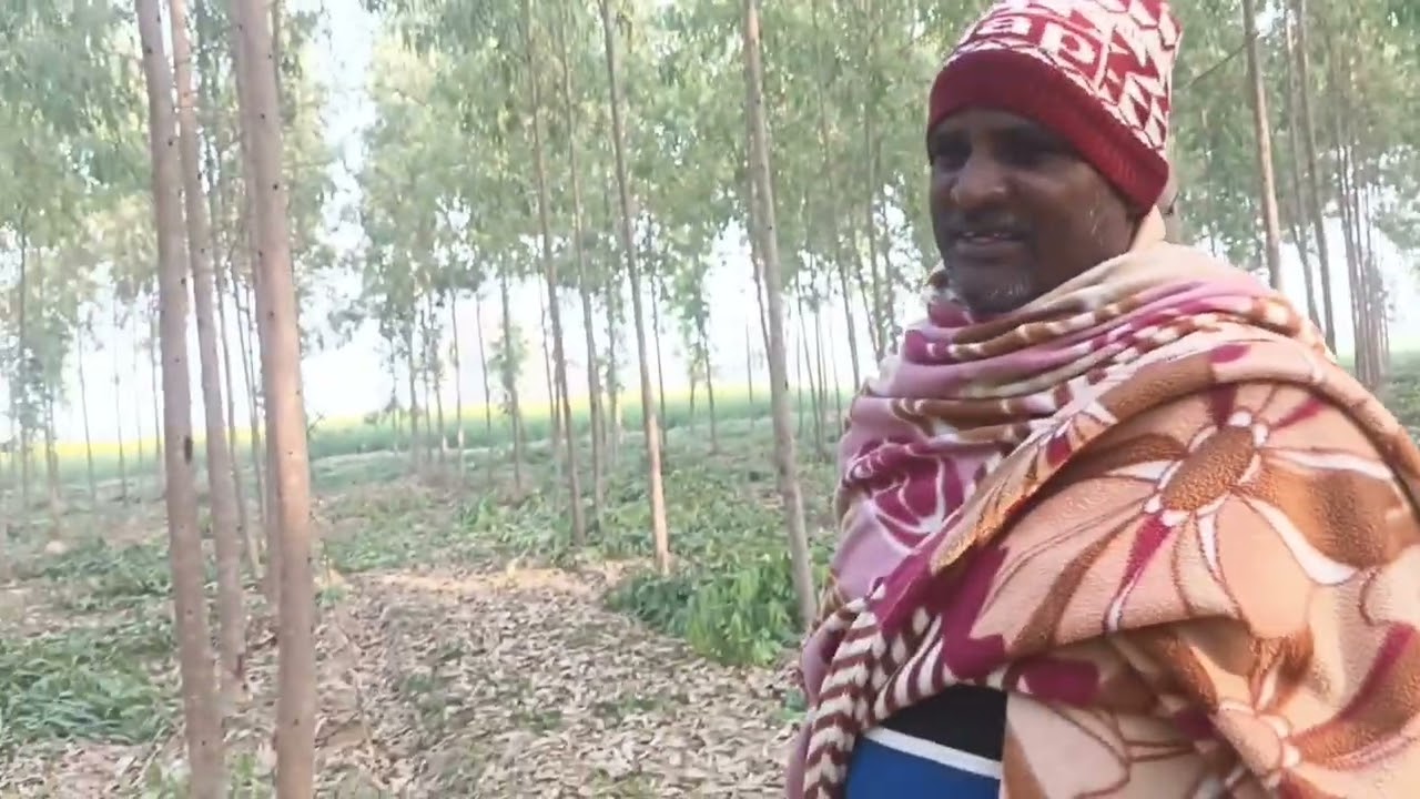 Clone Safeda व्यापारी ने कितने में खरीदा माल,16 एकड़ दूसरी बार सफेदा कटाई के संबंध में पुरी बात