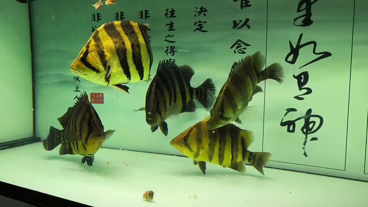 Cho cá hổ indo size khủng ăn chạch cắt khúc.