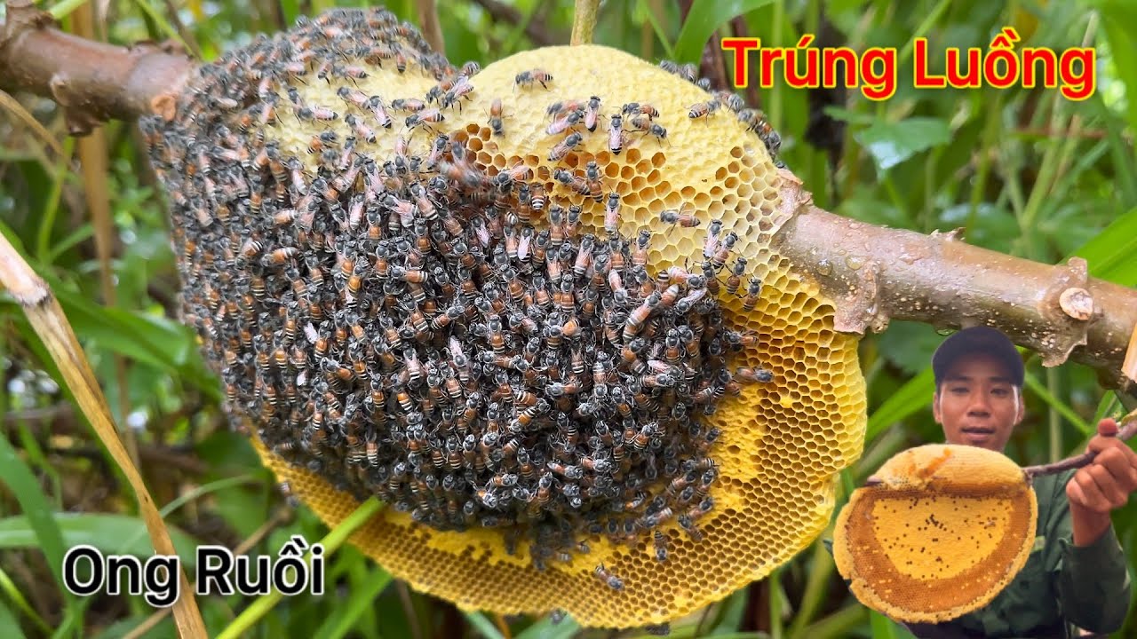 Săn Bắt Ong Mật Rừng Trúng Luồng Ong Ruồi Một Ngày Bội Thu