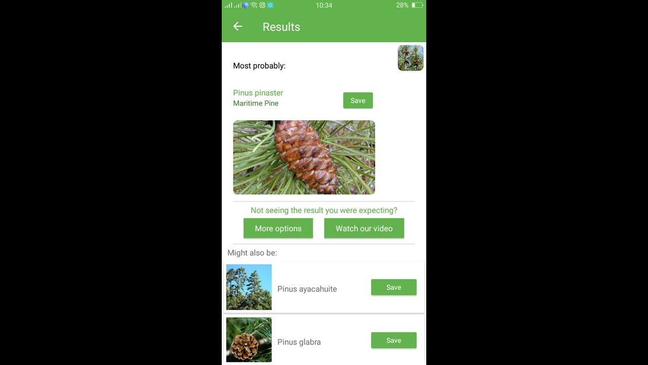 PlantSnap identifies a Maritime Pine (Pinus pinaster)