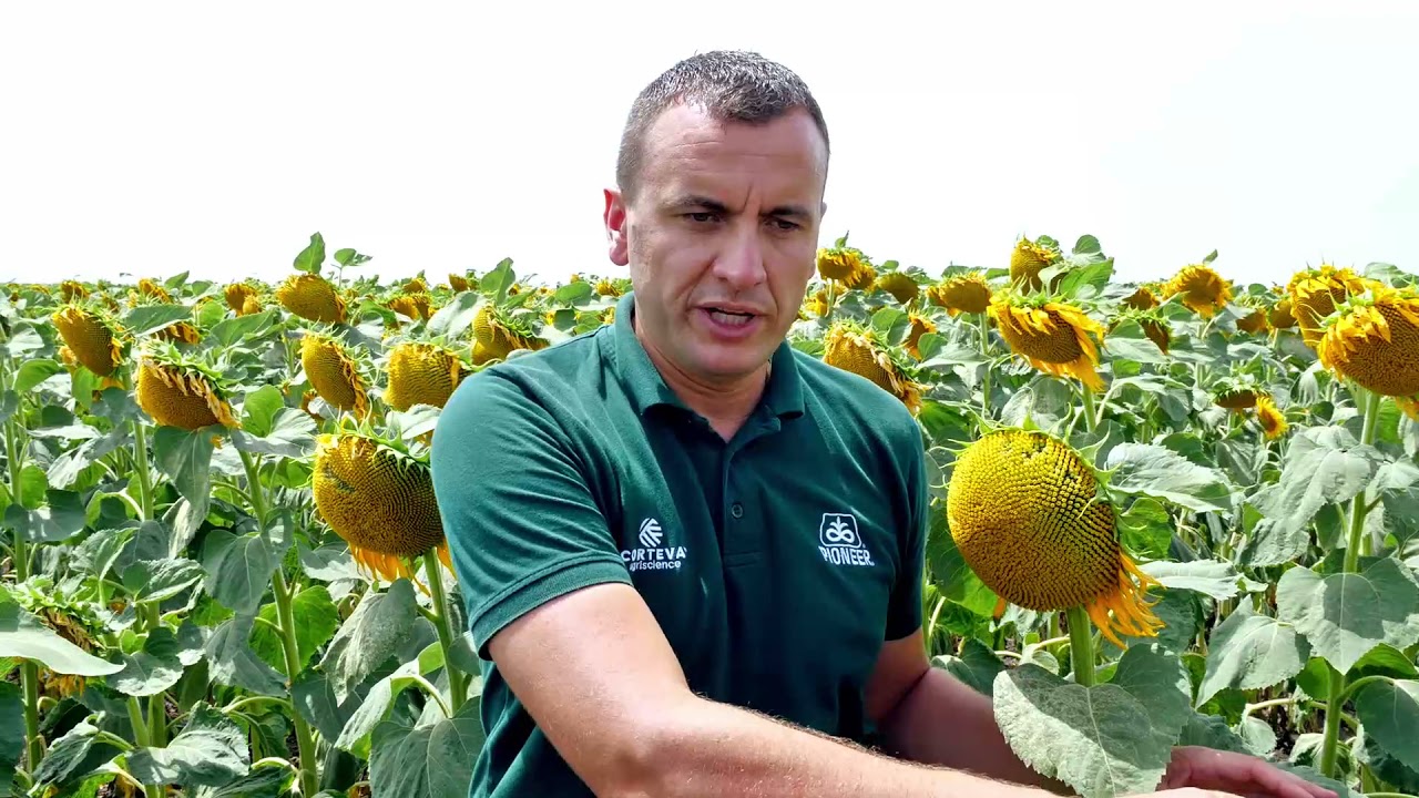 Kako izgleda usev SUNCOKRETA, u kojem je koriscen herbicid VIBALLA