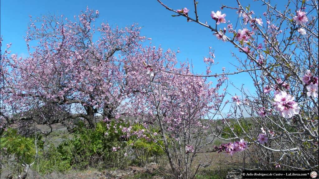 Almendros en Flor - Documental