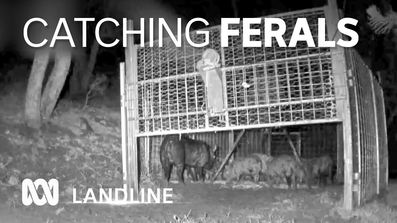 Unique program aims to eliminate feral pigs and wild deer from Otways landscape 🐖🦌 | ABC Australia